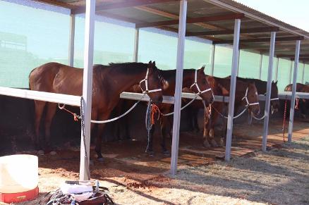 Horse stables